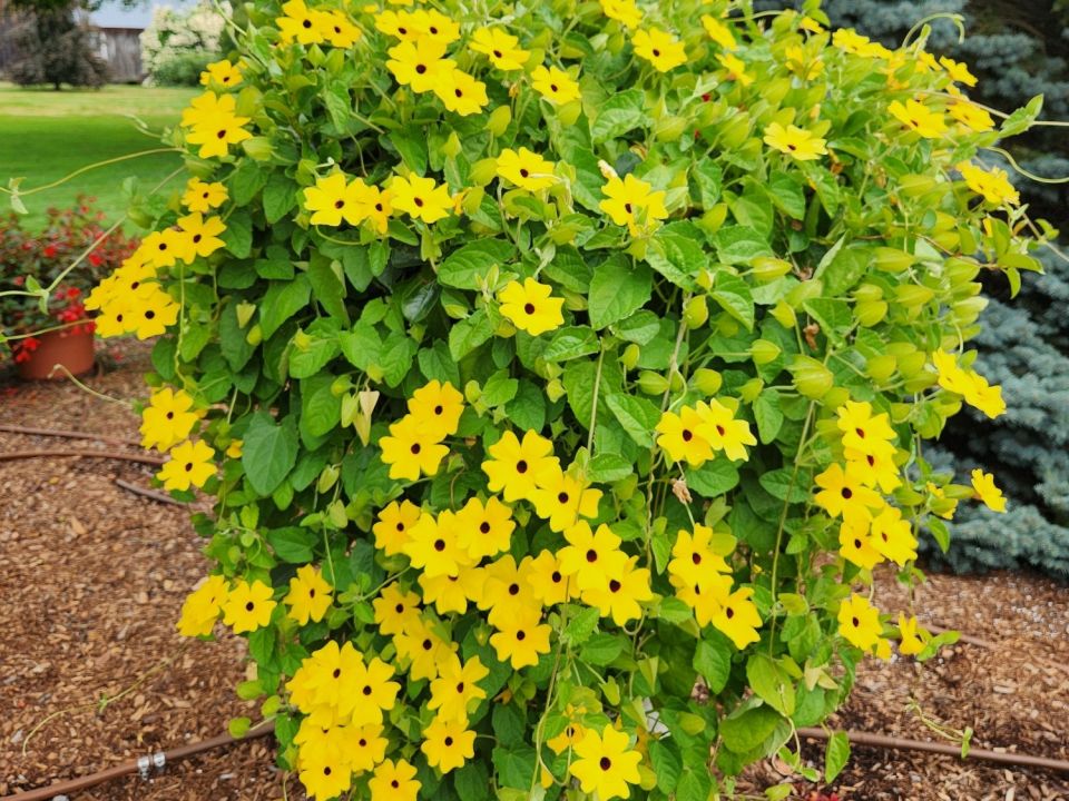 Black-eyed Susan vine Thunbergia alata Lemon A-Peel (Proven Winners)