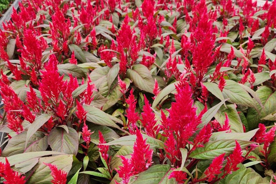 Celosia Celosia argentea plumosa Dragon’s Breath (Sakata)