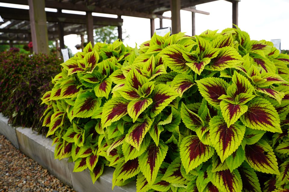 Coleus Coleus scutellarioides GardenScape Bright Day (Garden Choice)