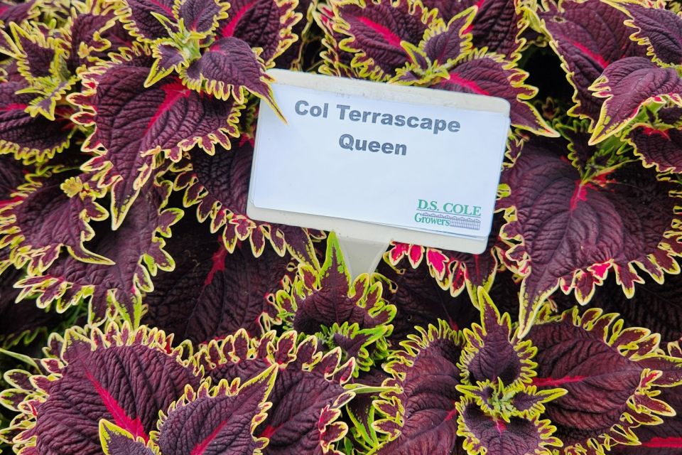 Coleus Coleus scutellarioides TerraScape ‘Queen’ (Kientzler)