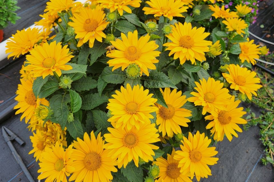 False sunflower Heliopsis helianthoides ‘Sole d’Oro’ (Kientzler)