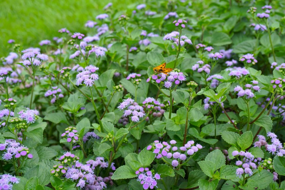 Flossflower Ageratum houstonianum Monarch Magic (Ball FloraPlant).