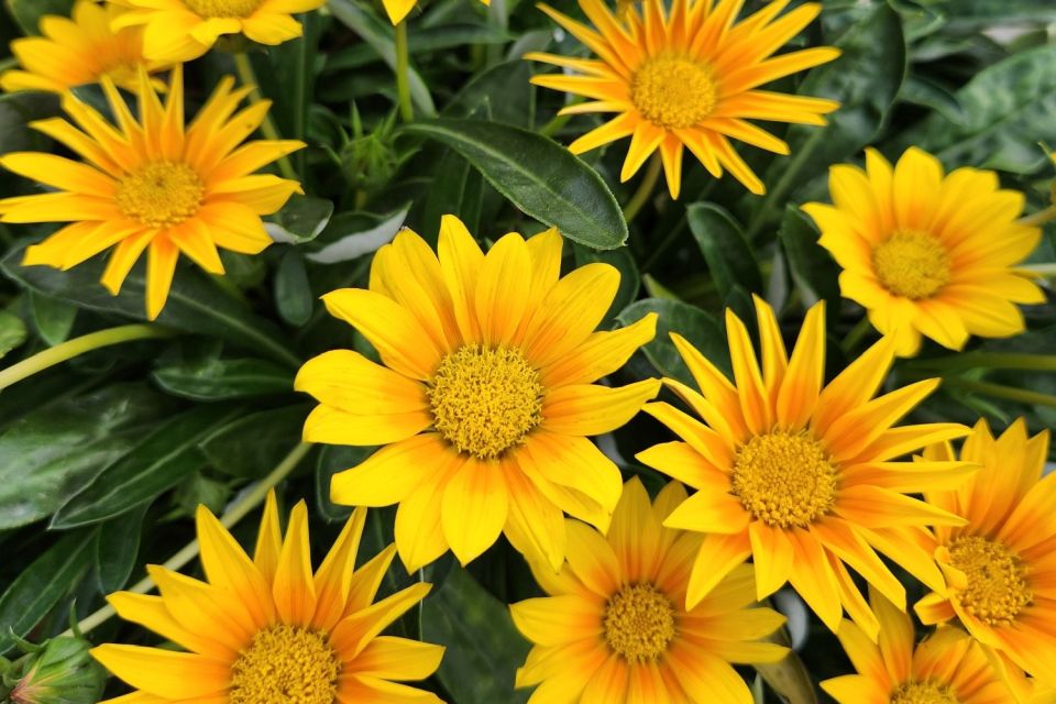 Gazania Gazania hybrid ‘Suncarpet’ (Concept Plants)