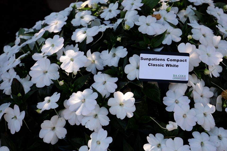 Impatiens Impatiens x hybrida SunPatiens Series (Sakata)