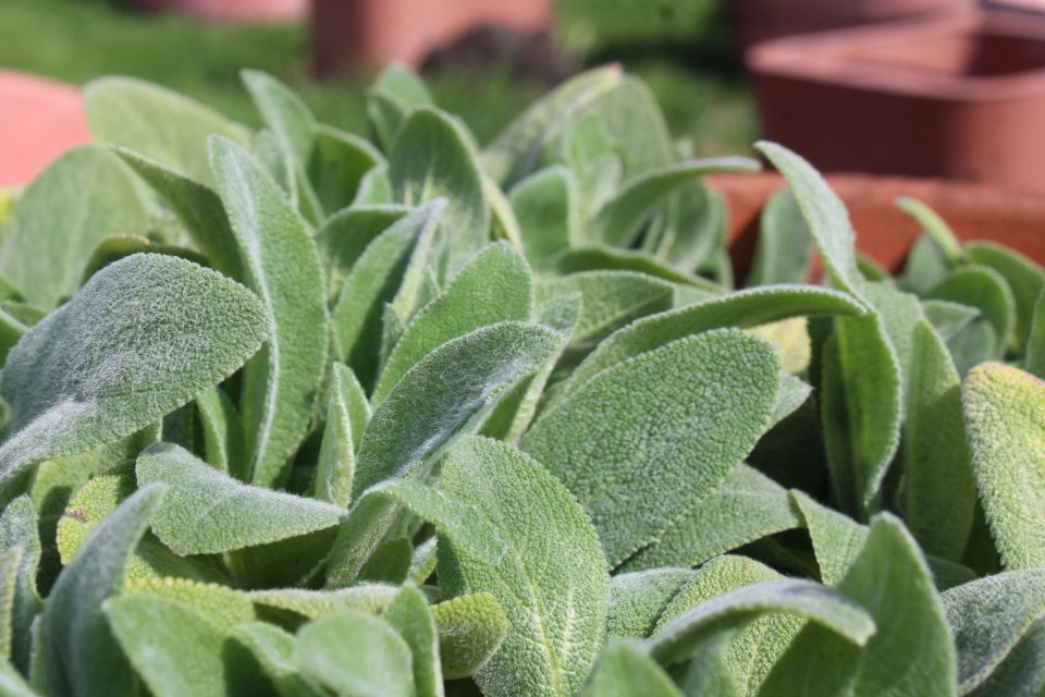 Lamb’s ear Stachys byzantina ‘Furby’ (Benary)