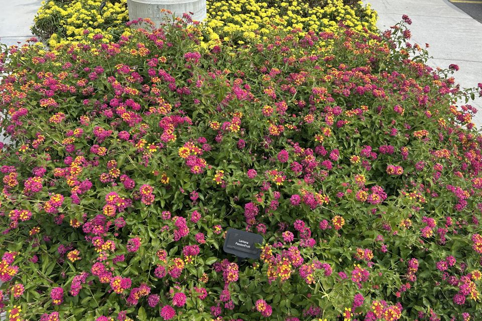 Lantana Lantana camara Passionfruit (Ball FloraPlant)