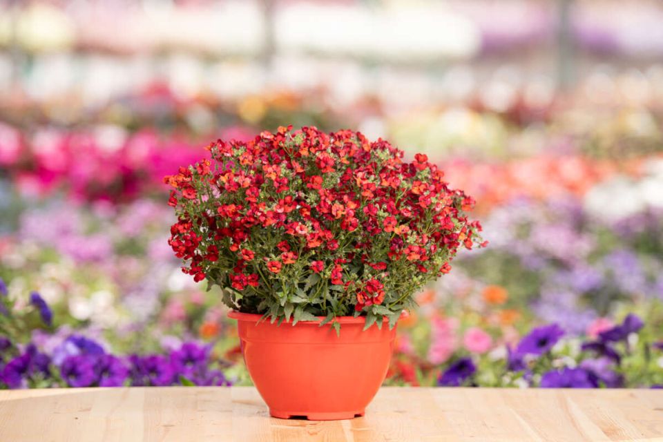 Nemesia NESIA™ Hot Red.