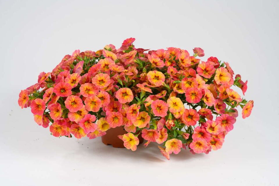 Calibrachoa OMBRE™ Tyler Glam.