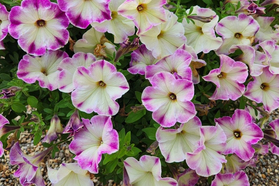 Petunia Petunia hybrid Crazytunia Lighthouse Pink (Westhoff)