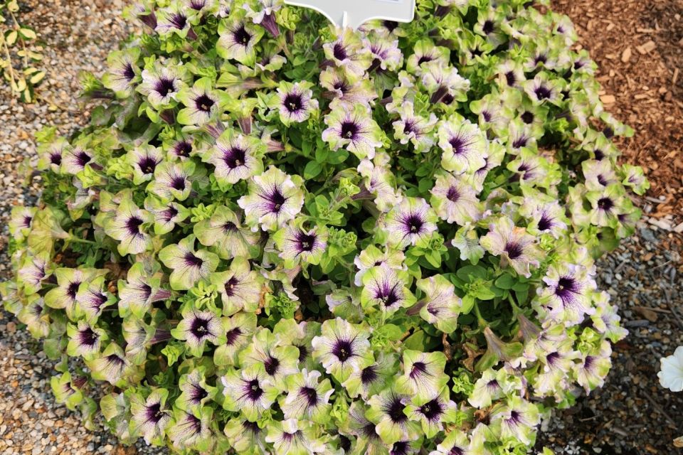 Petunia Petunia hybrida Amazonas Plum Cockatoo (Danziger)