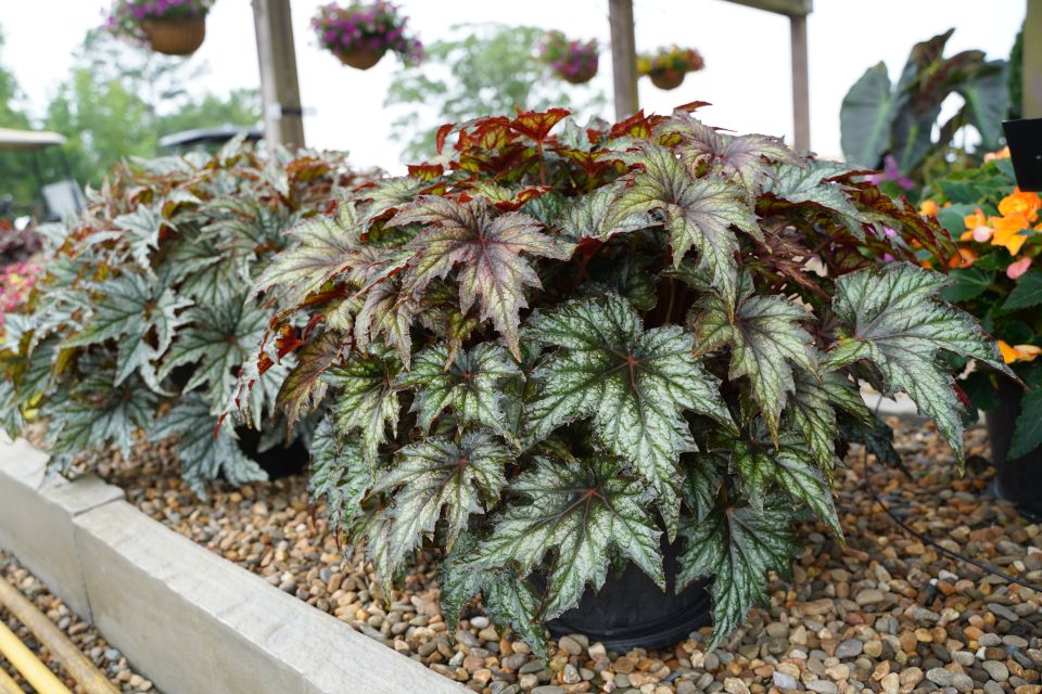Rex begonia Begonia hybrid Spacestars Syrma (Beekenkamp)