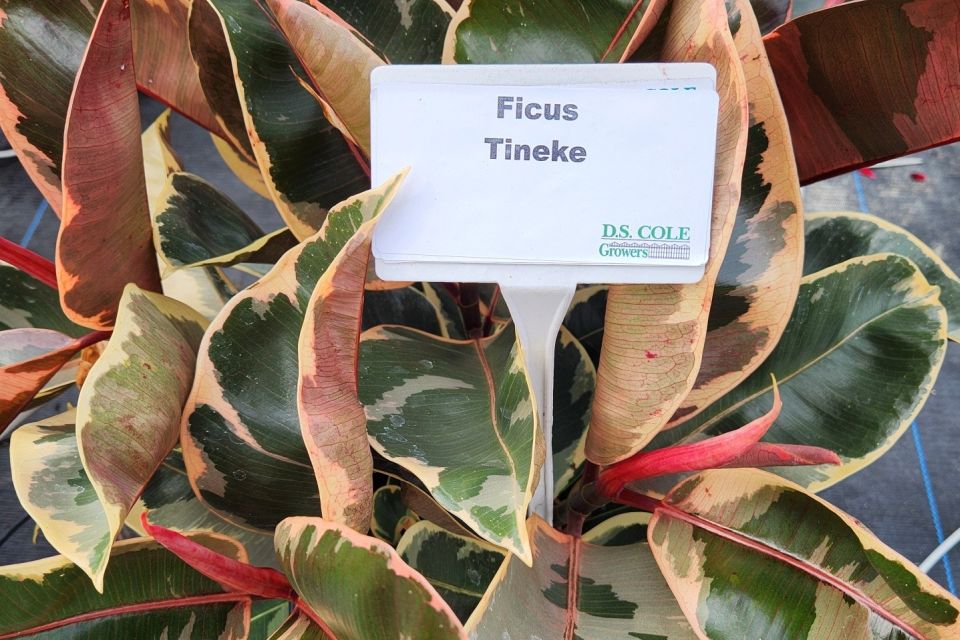 Rubber tree Ficus elastica ‘Tineke’