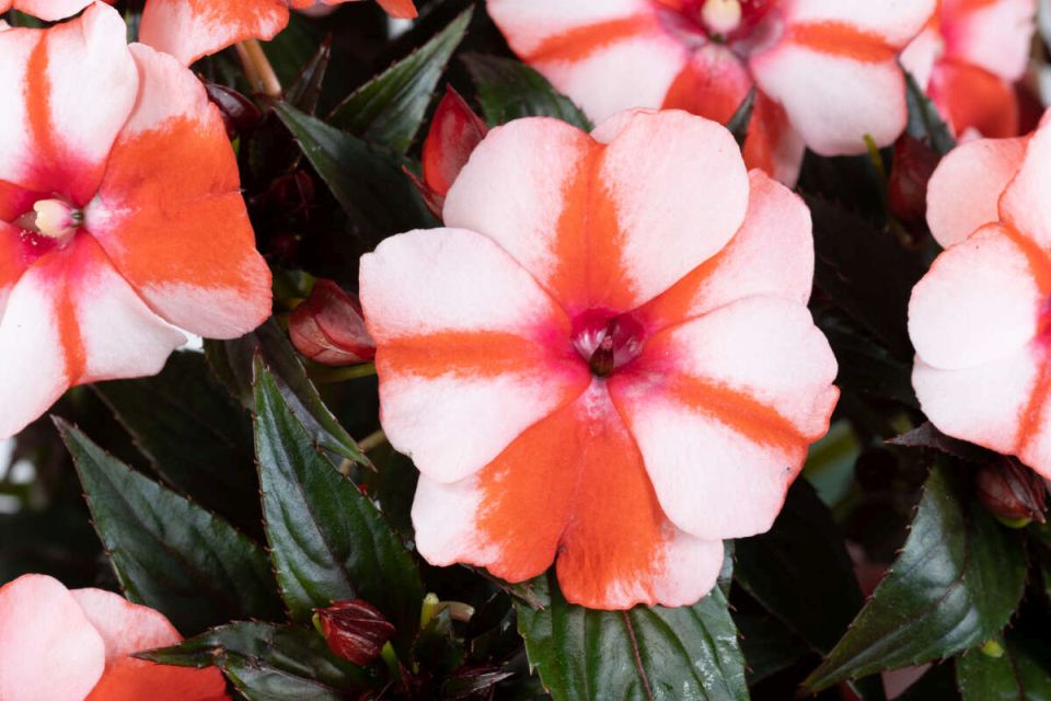 Impatiens SOL LUNA™ Orange Duet.