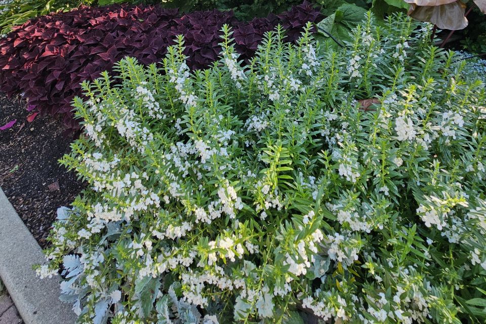 Summer Snapdragon Angelonia hybrid Angelface White (Proven Winners)