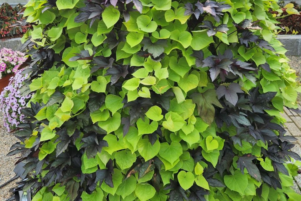 Sweet-potato vine Ipomoea batatas Treasure Island Series (LSU Ag Center)