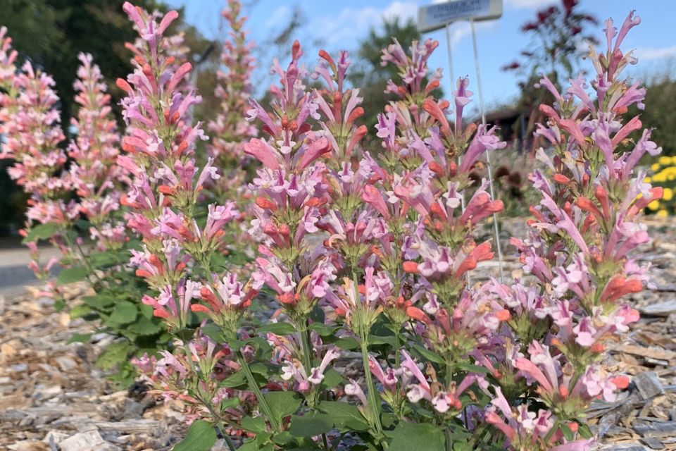 Agastache Agastache hybrid Pink Pearl (Terra Nova Nurseries)
