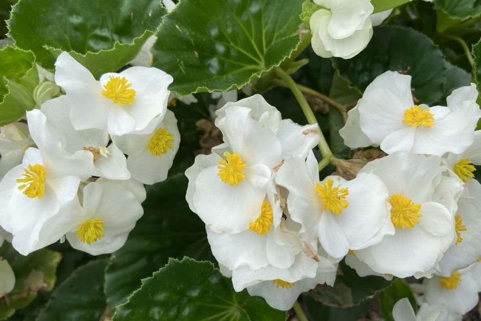 Begonia Begonia benariensis Surefire White 1