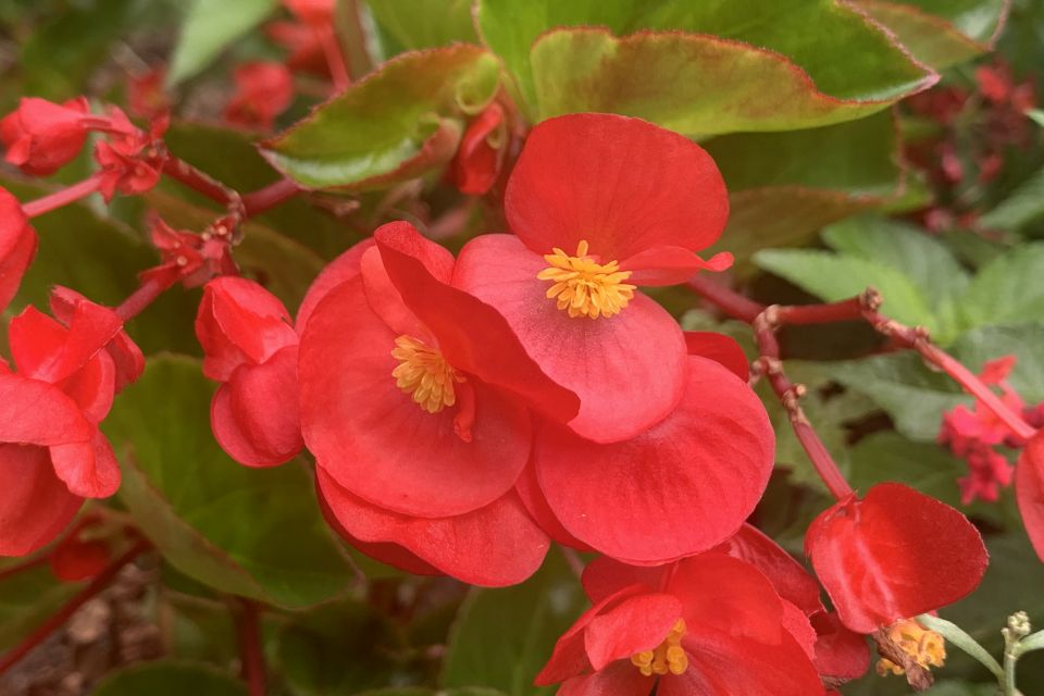 Begonia Begonia hybrid Surefire Cascade™ Red (Proven Winners)