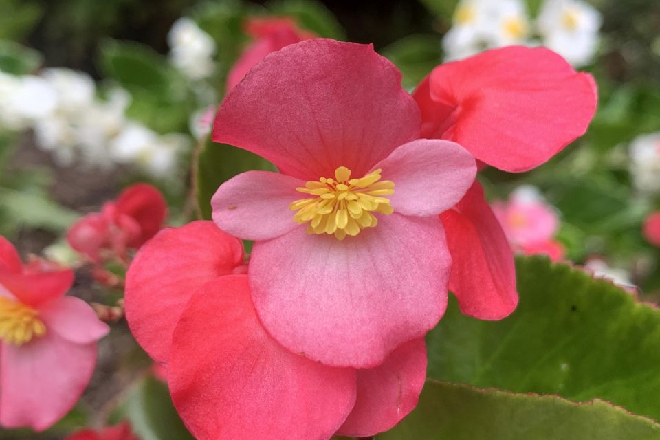 Begonia Begonia hybrid Surefire® Rose (Proven Winners) 1