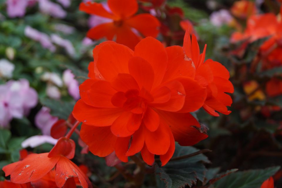 Begonia Begonia hybrid iCandy™ Inferno (Syngenta Flowers)