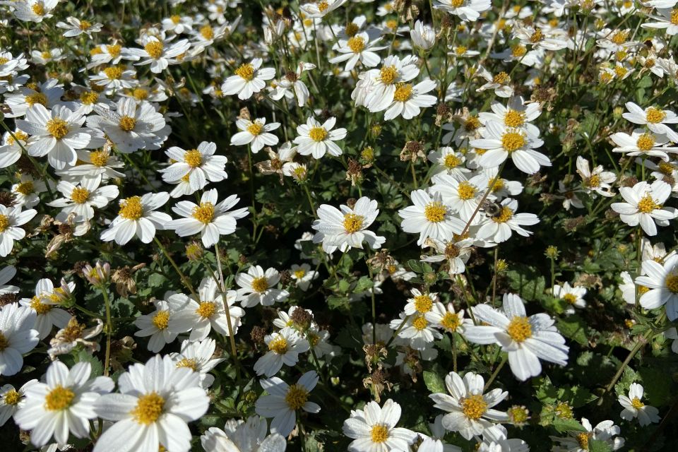 Bidens Bidens hybrid Campfire Marshmallow 2