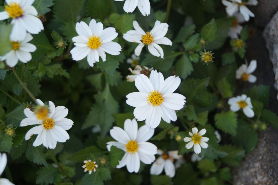 Bidens Bidens hybrid Campfire® Marshmallow™ (Proven Winners)
