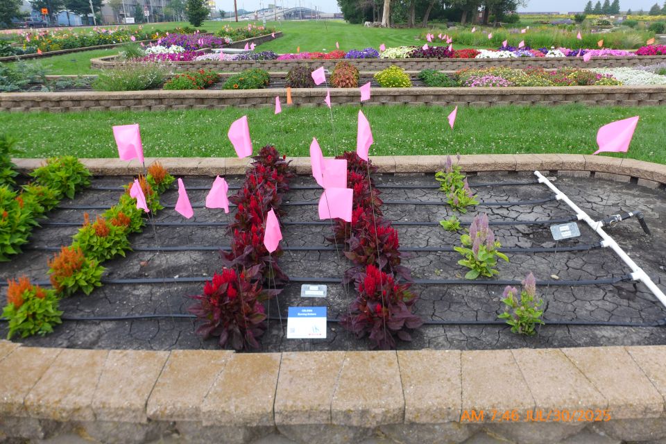 Celosia Burning Embers