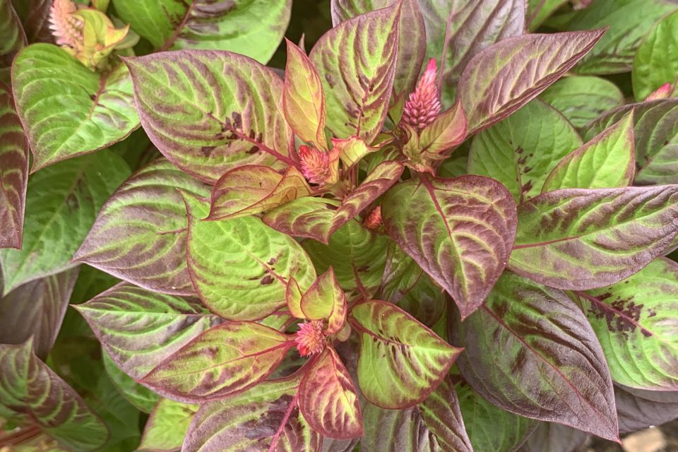 Celosia Celosia argentea Sol™ Gekko Green (Fleuroselect Winner)