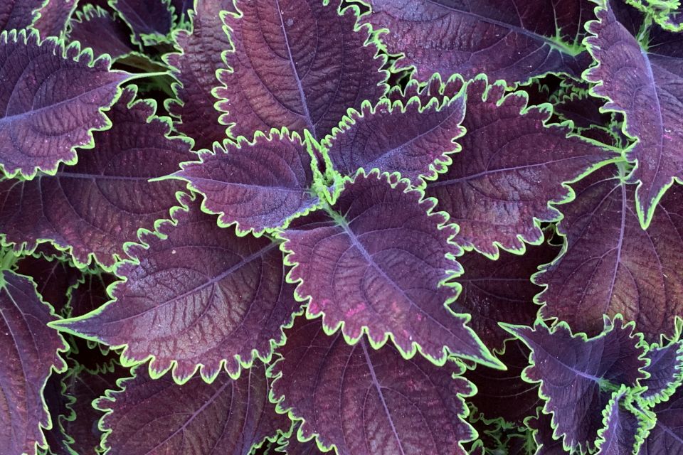 Coleus Coleus scutellarioides ColorBlaze® Wicked Witch™ (Proven Winners) 2
