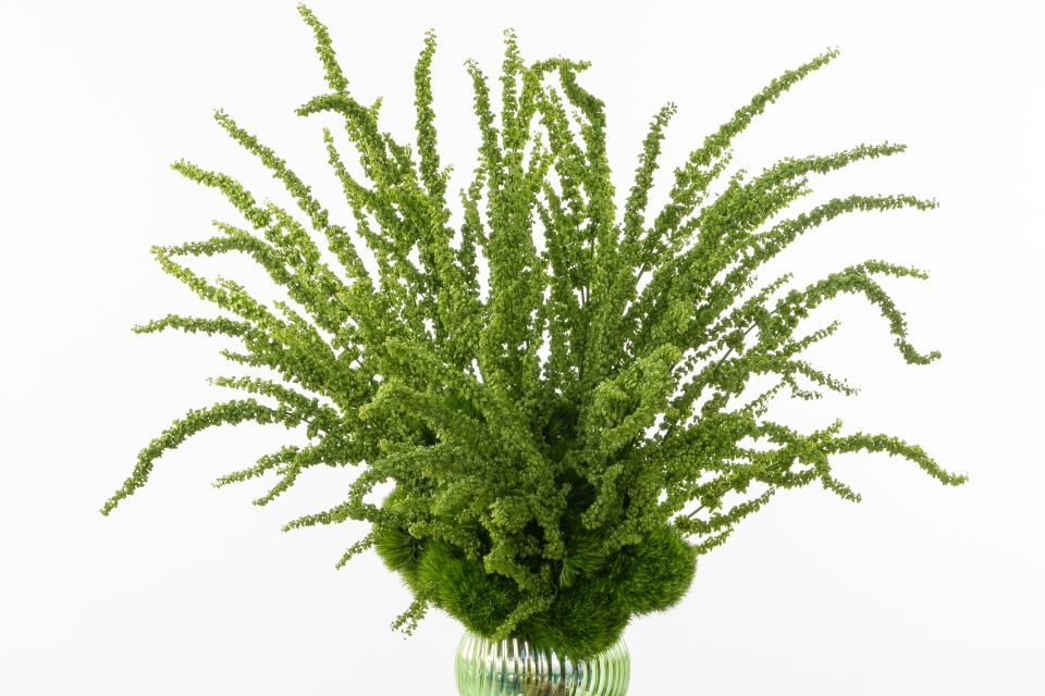 Dock Rumex hybrid Unicorn