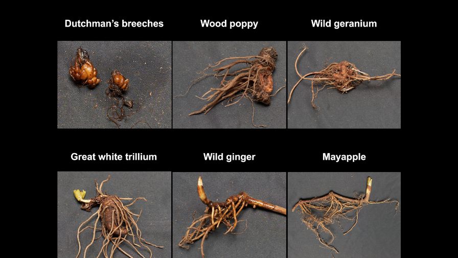 Figure 1. Woodland wildflowers are commonly propagated vegetatively through underground storage organs, such as the scaly bulbs and rhizomes used in this study.