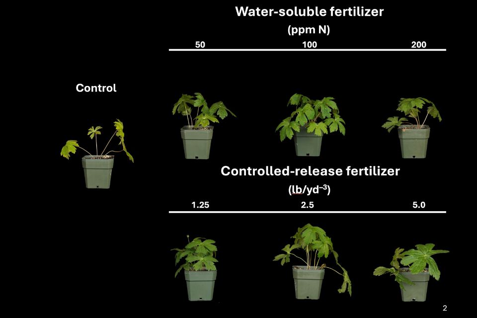 Figure 2. Wild ginger (Geranium maculatum) plants grown with no fertilizer (control) or provided with 50, 100, or 200 ppm N from water-soluble fertilizer or 1.25, 2.5, or 5.0 lb/yd3 CRF. Photos were taken six weeks after starting the experiment.