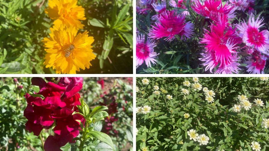 (Clockwise from top left) Coreopsis, dianthus, snapdragons, and zinnia at the Garden at Elm Bank.