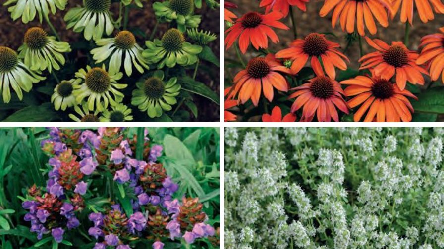 (Clockwise from top left) Echinacea 'Mellow Limes’, Echinacea ’Mellow Scarlets’, Thymus serpyllum 'Snowthyme’, and Prunella x webbiana 'Blue Spider'.