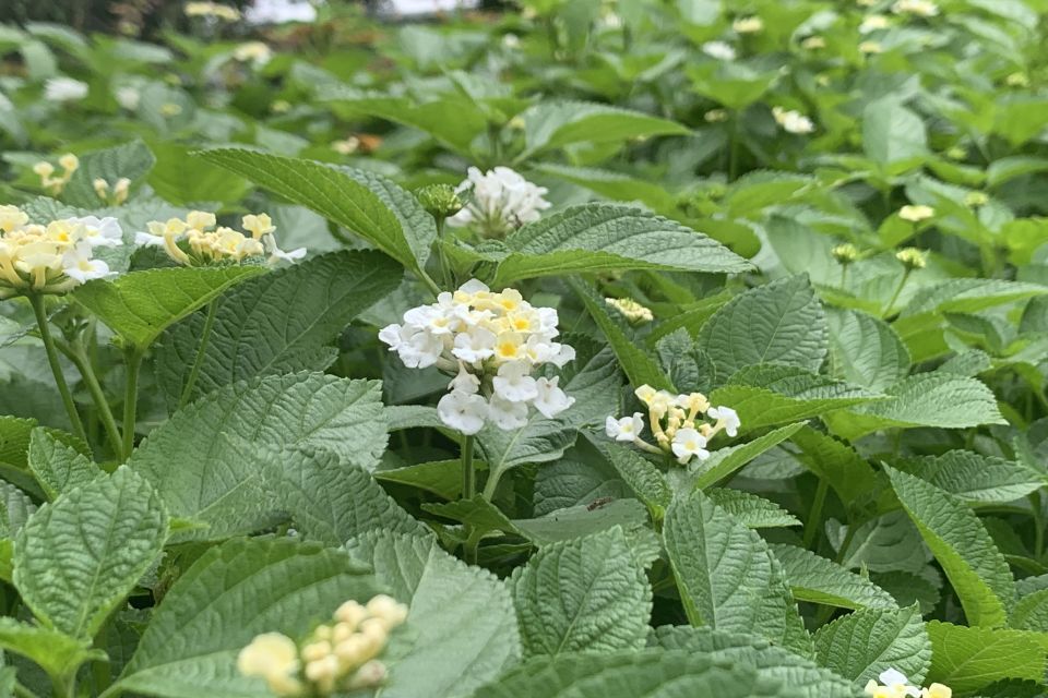 Lantana Lantana camara Heartland® White (Dümmen Orange)