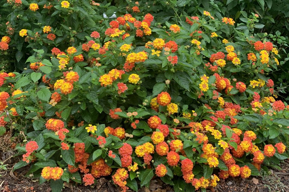 Lantana Lantana camara Luscious® Basket Tangeglow™ (Proven Winners) 1