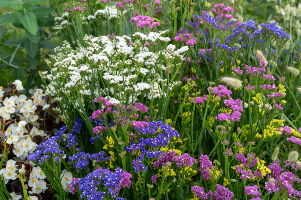 Limonium sinuatum Hipster™ Series