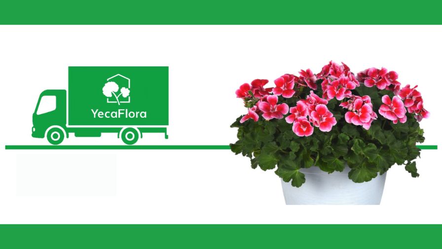 A truck with the YecaFlora logo next to a Selecta zonal geranium.