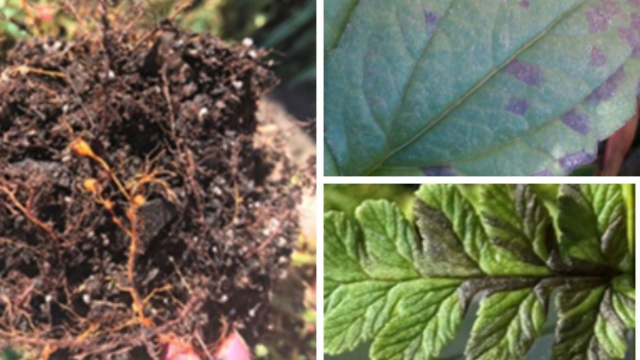 (Clockwise from left) Root-knot nematdoe galls on Pentas, foliar nematodes cause angular interveinal necrosis on Echinacea, and angular interveinal necrosis on fern.