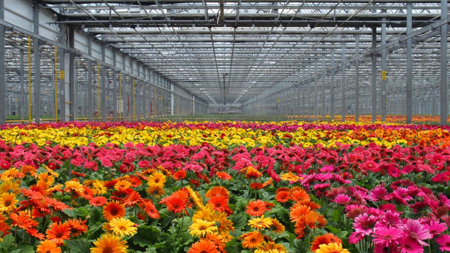 Metrolina Greenhouses, South Central Growers