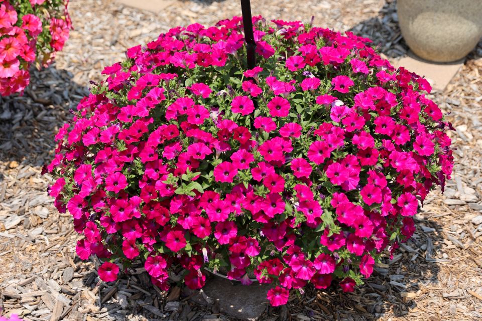 Petchoa Petchoa hybrida SuperCal® Blue Eyed Rose (Sakata)