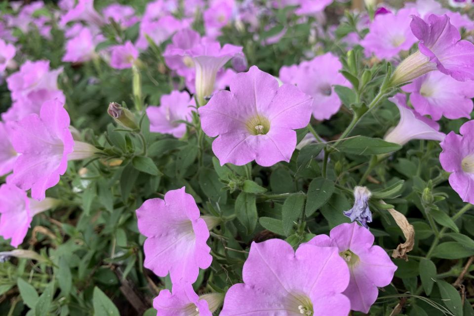 Petunia Petunia hybrid Supertunia Vista® Cool Jazz™ (Proven Winners)