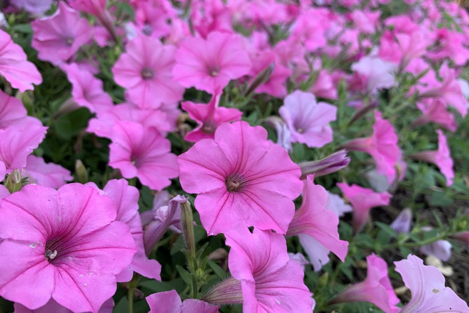 Petunia Petunia hybrid Supertunia® Bubblegum® (Proven Winners) 1