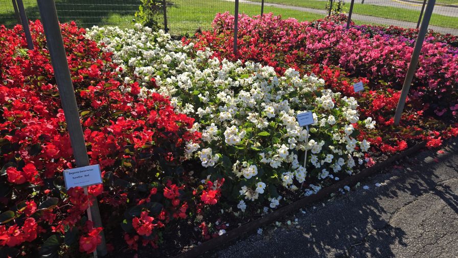 The Proven Winners Surefire Begonia Series.