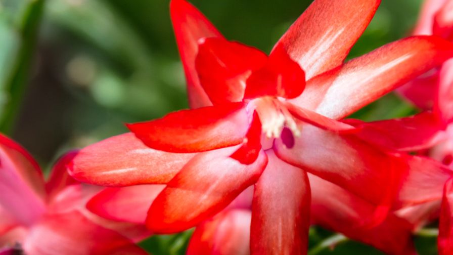 A red Christmas cactus.