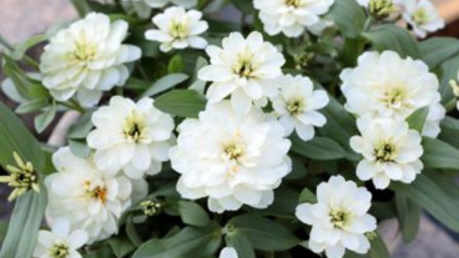 Zinnia Zinnia hybrida Profusion Double White Improved.