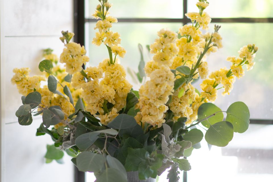 Stock Matthoila Early Iron Deep Yellow