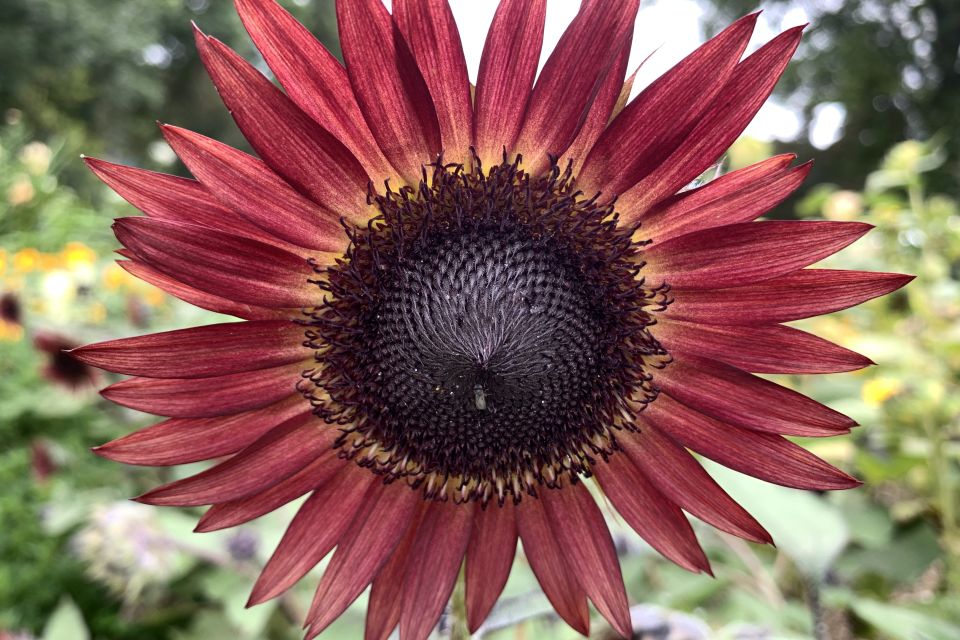 Sunflower Helianthus annuus Desire Red (Fleuroselect Winner)