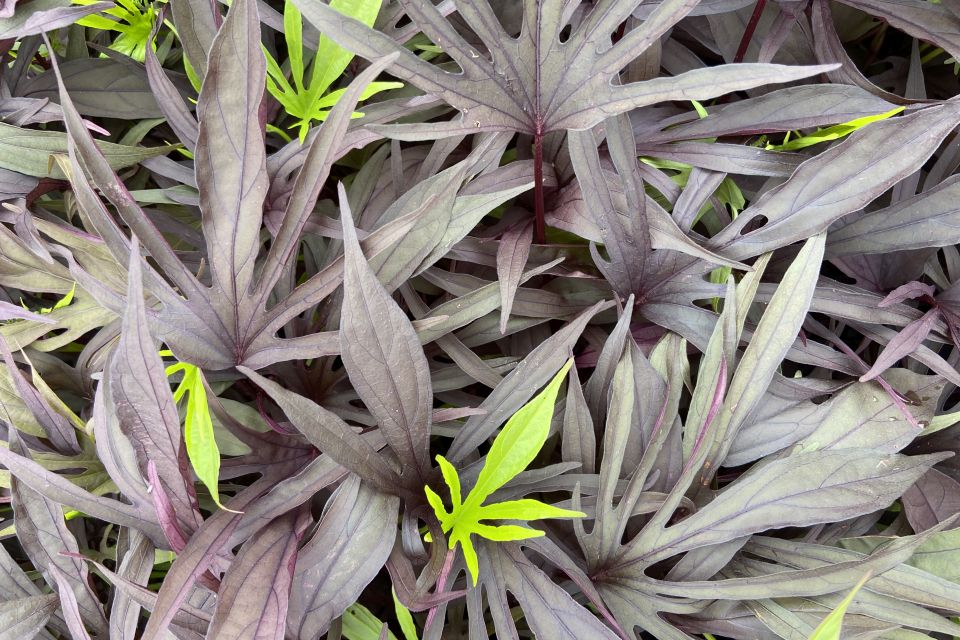 Sweet potato vine Ipomoea batatas Sweet Caroline Medusa Black