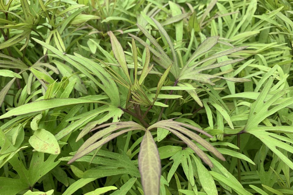 Sweet potato vine Ipomoea batatas Sweet Caroline Medusa™ Green (Proven Winners) 2